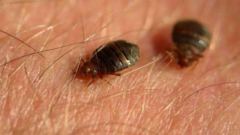 Entreprise spécialisée dans l'élimination des punaises de lit à Marseille 13013