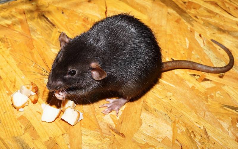 Dératiseur professionnel à Marseille 6ème pour éradiquer les rats d'une boutique à Castellane 